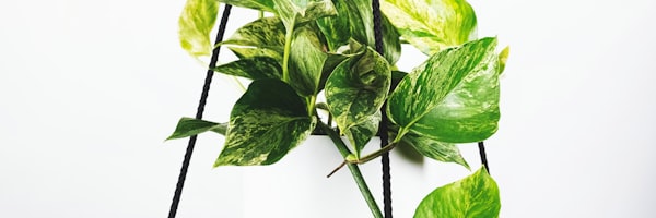 英超联赛标志性奖杯与足球在聚光灯下的展示，背景是宏伟的球场